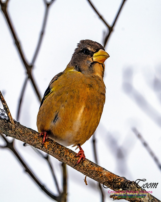 Evening Grosbeak 104
