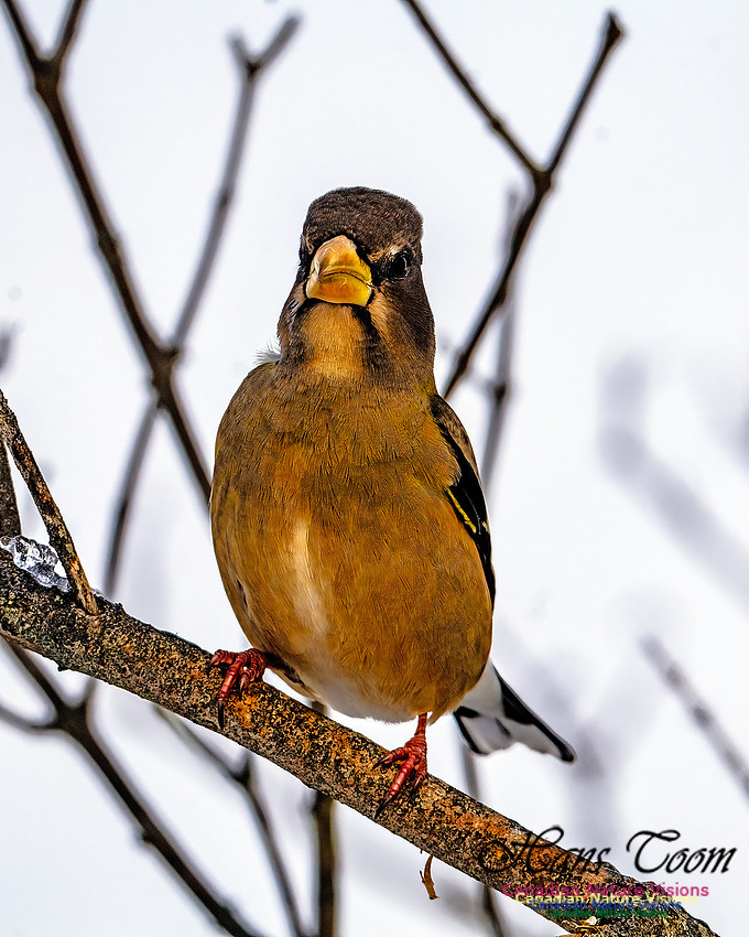 Evening Grosbeak 103