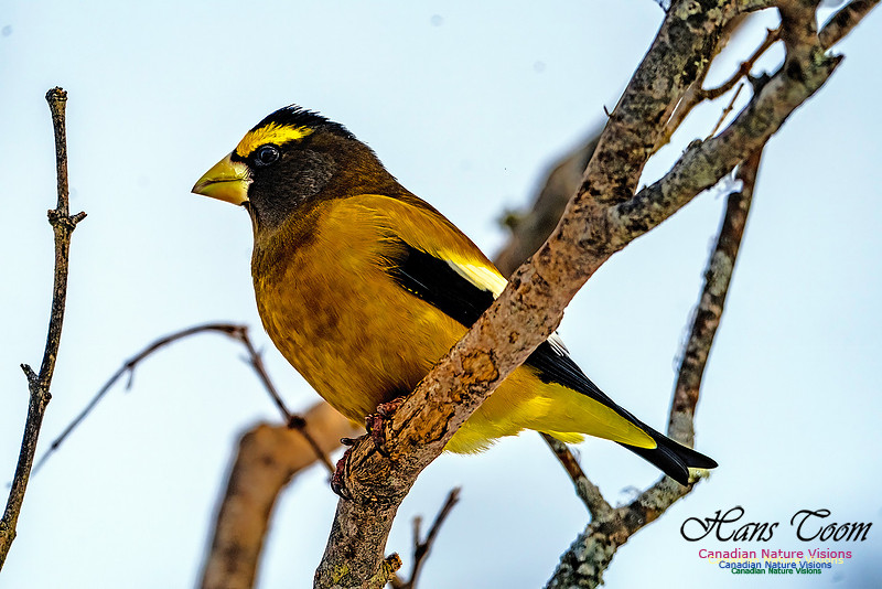 Evening Grosbeak 101 copy