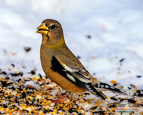 Evening Grosbeak 105