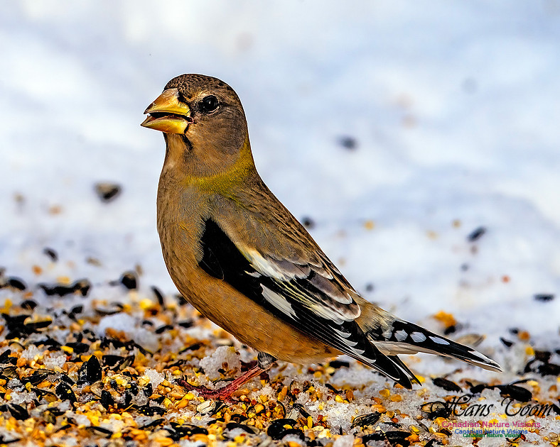 Evening Grosbeak 105