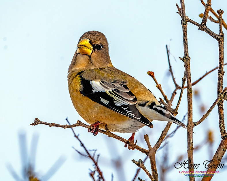 Evening Grosbeak 107