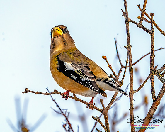 Evening Grosbeak 106