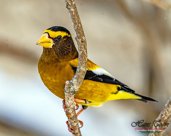 Evening Grosbeak 108