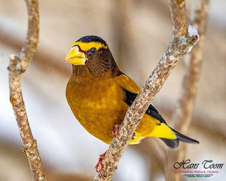 Evening Grosbeak 110