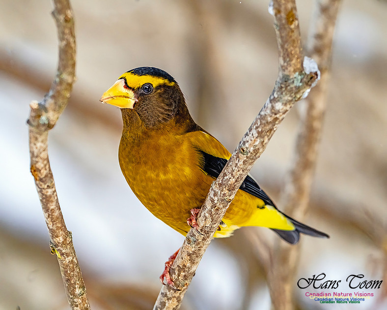 Evening Grosbeak 109