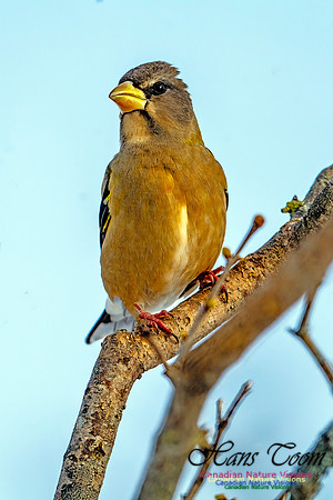 Evening Grosbeak 111