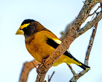 Evening Grosbeak