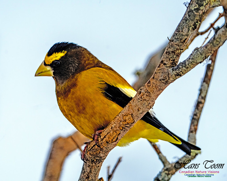 Evening Grosbeak 100 copy