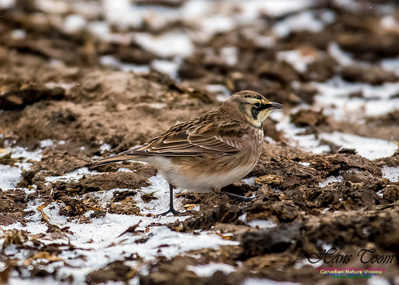 Horned Lark 603