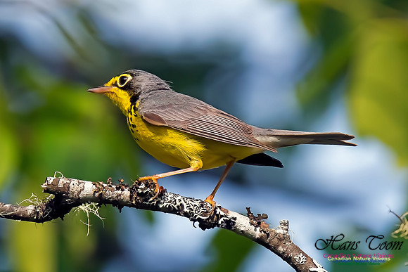 Canada Warbler