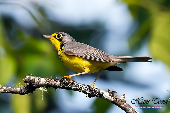 Canada Warbler