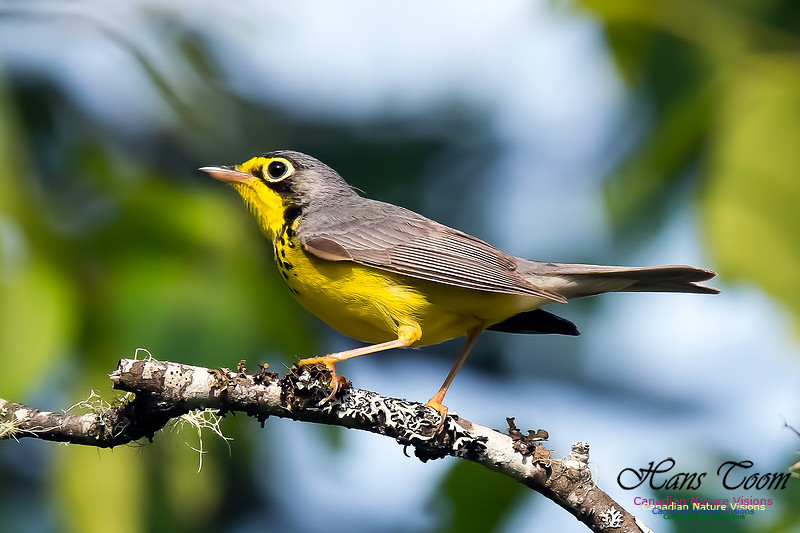 Canada Warbler