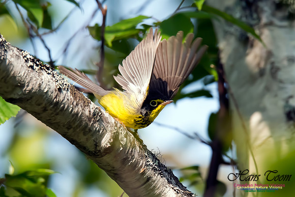 Canada Warbler