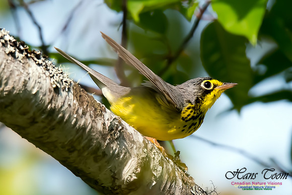 Canada Warbler