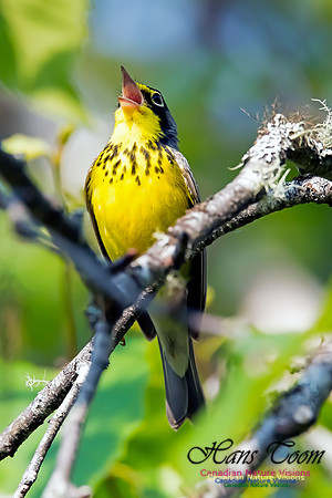 Canada Warbler