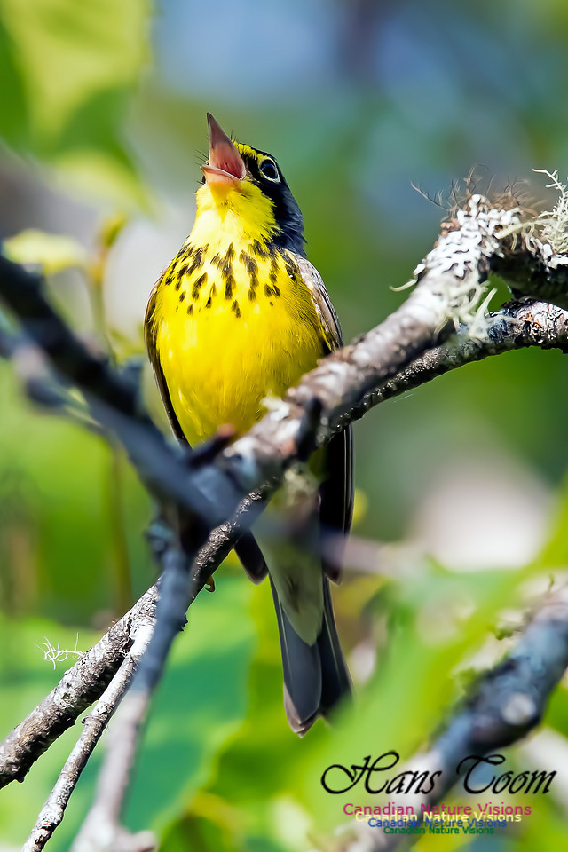 Canada Warbler