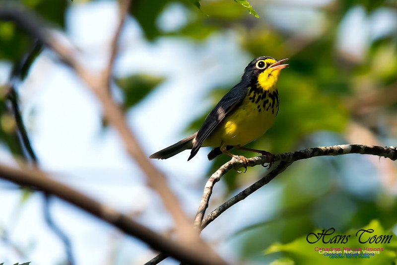 Canada Warbler