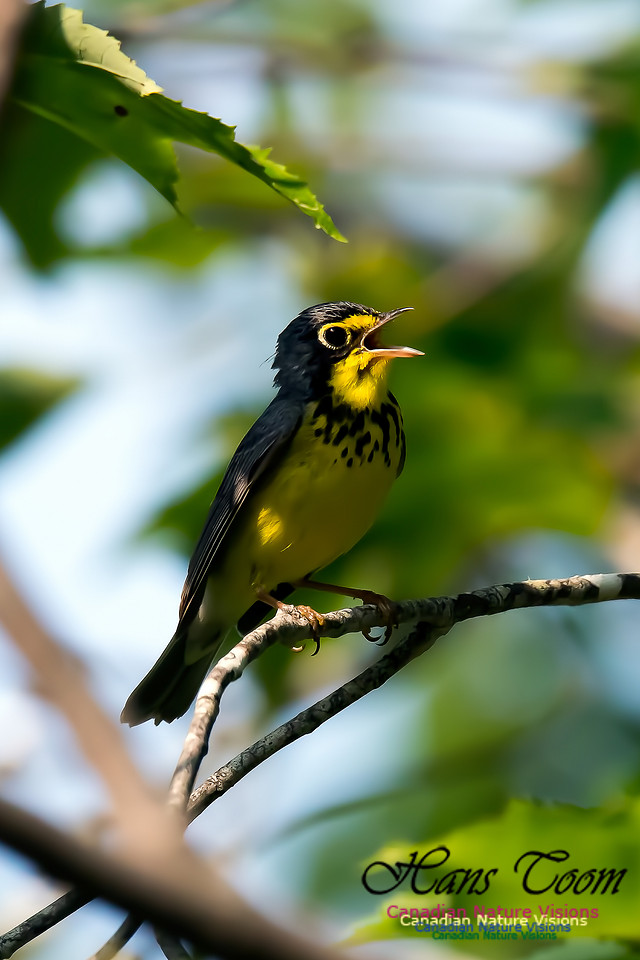 Canada Warbler