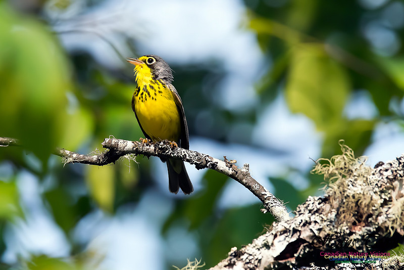 Canada Warbler