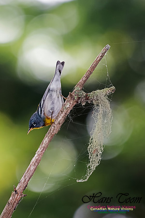 Northern Parula