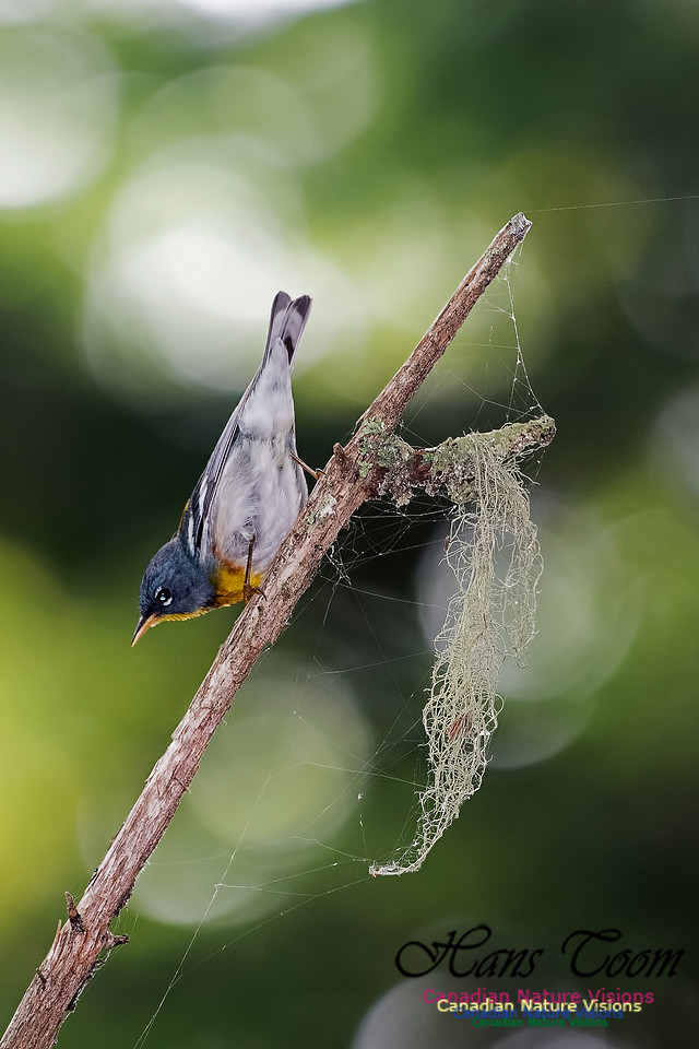 Northern Parula