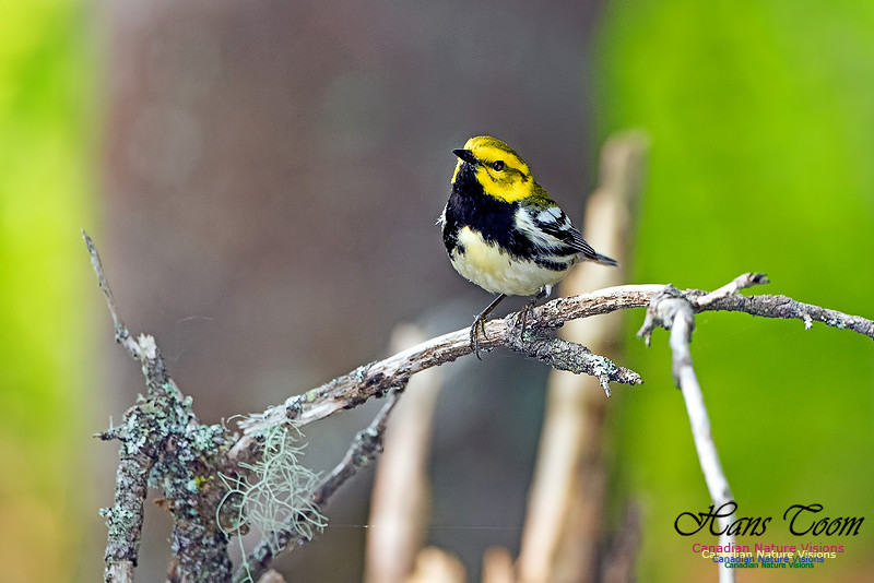 Black-throated Green Warbler