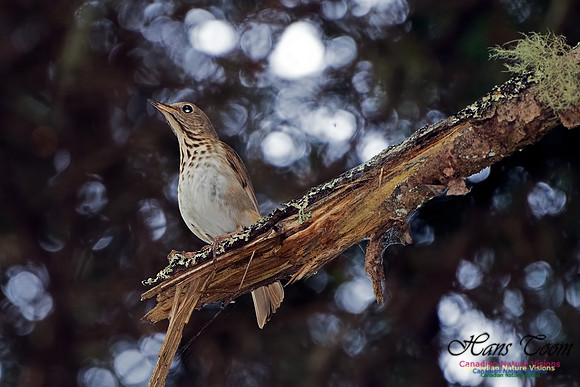 Swainson's Thrush