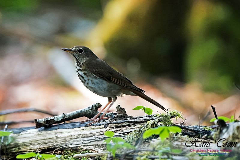Hermit Thrush