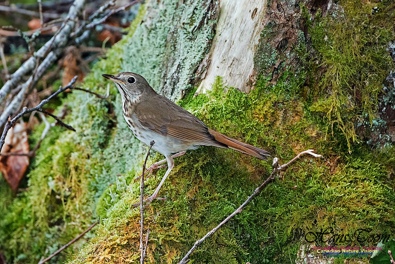 Hermit Thrush