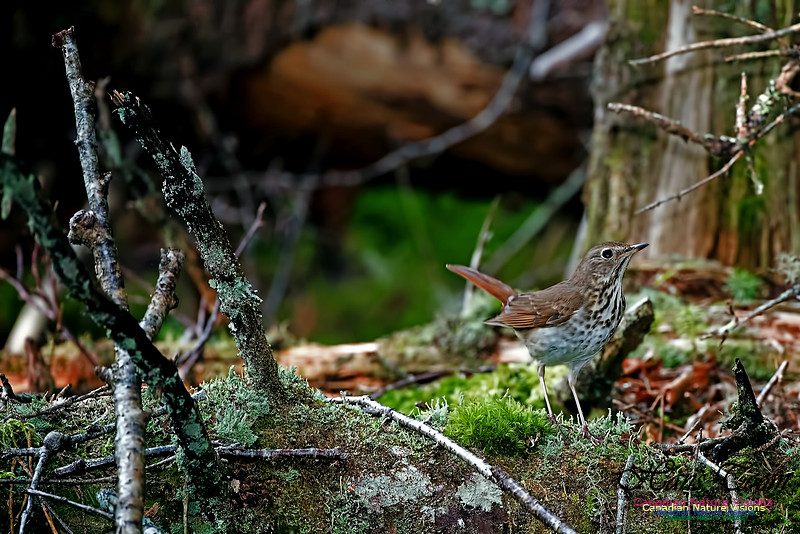 Hermit Thrush