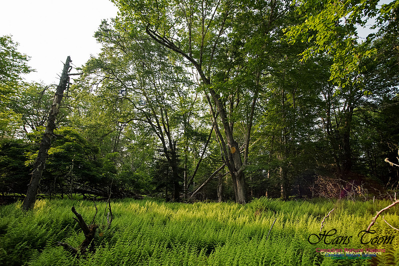 Troop Island Old Growth Forest