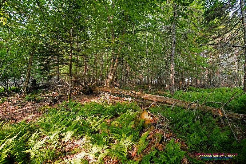 Troop Island Old Growth Forest
