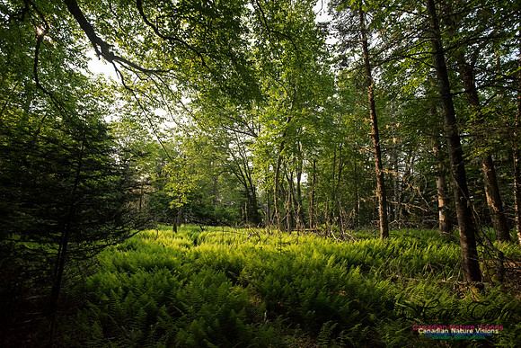 Troop Island Old Growth Forest