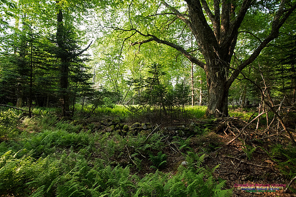 Troop Island Old Growth Forest