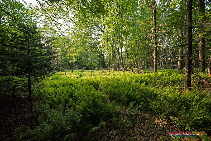 Troop Island Old Growth Forest
