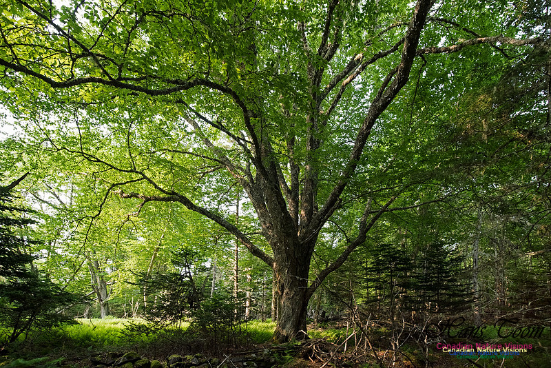 Troop Island Old Growth Forest