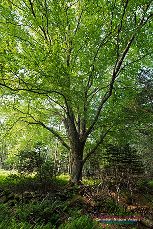 Troop Island Old Growth Forest