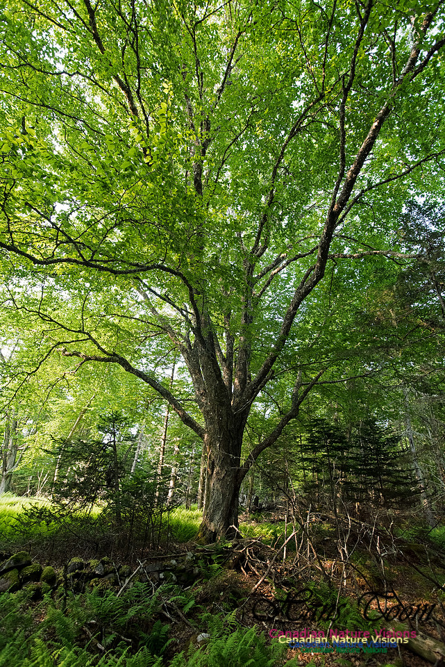 Troop Island Old Growth Forest