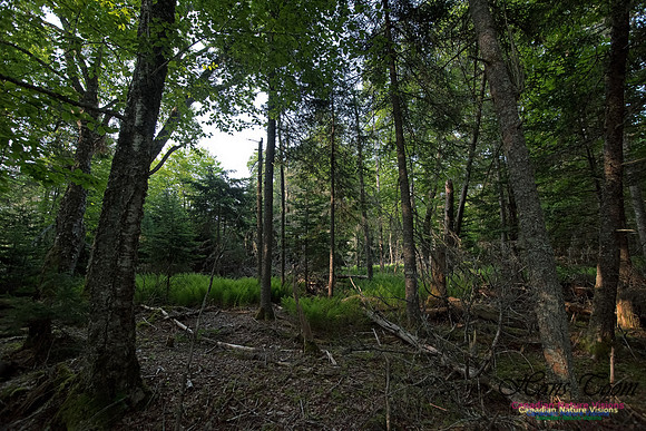 Troop Island Old Growth Forest