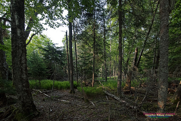 Troop Island Old Growth Forest