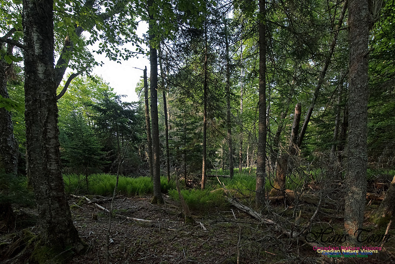 Troop Island Old Growth Forest
