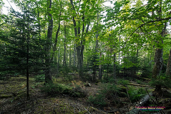 Troop Island Old Growth Forest