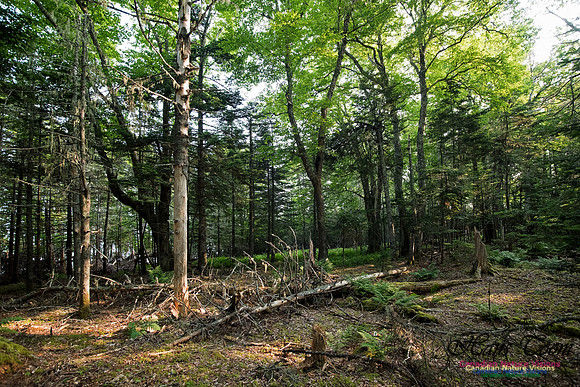 Troop Island Old Growth Forest