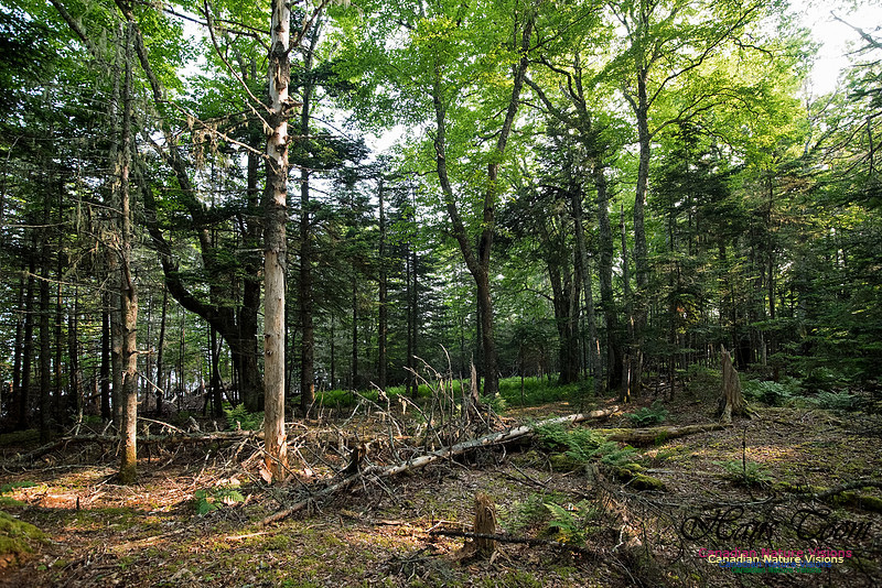 Troop Island Old Growth Forest