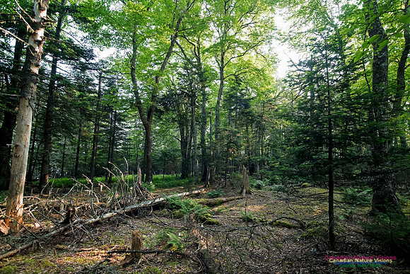 Troop Island Old Growth Forest