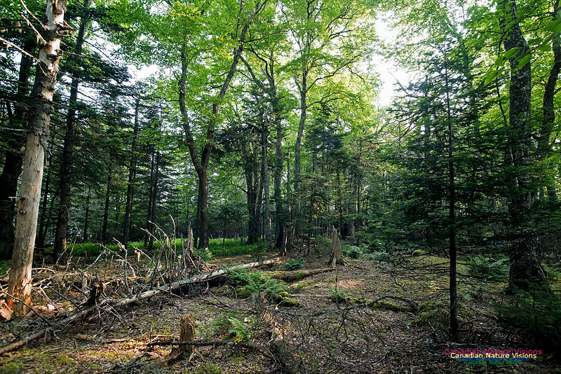 Troop Island Old Growth Forest