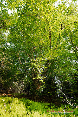 Troop Island Old Growth Forest