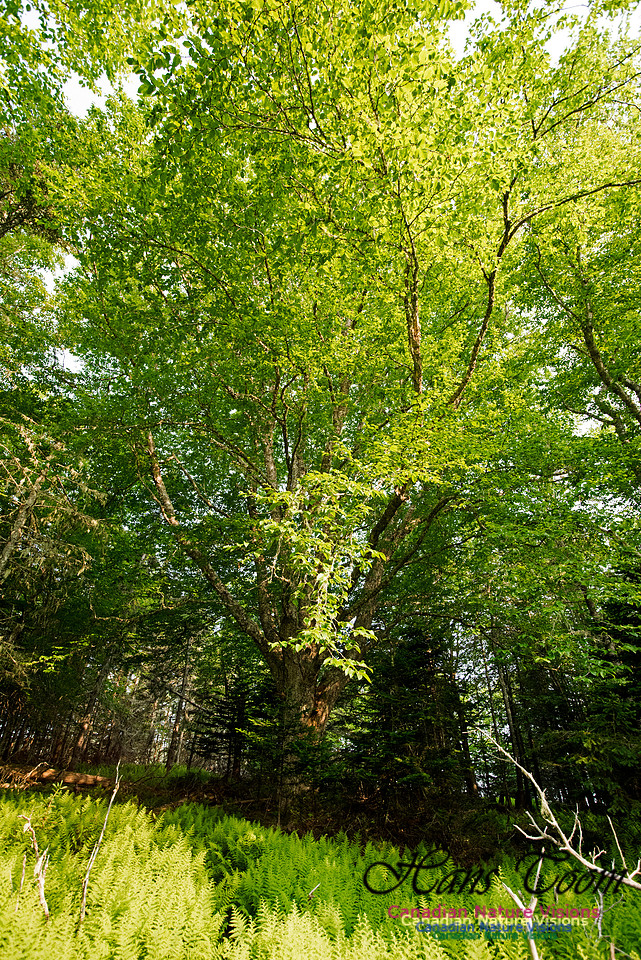 Troop Island Old Growth Forest
