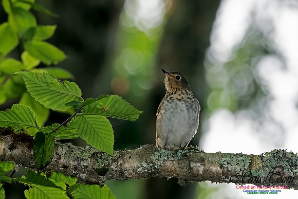 Swainson's Thrush